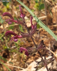 Salvia hierosolymitana
