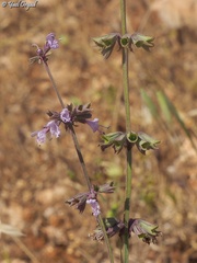 Salvia judaica