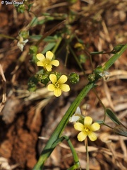 Linum corymbulosum