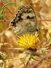 Melanargia titea