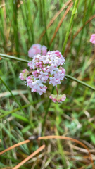 Valeriana dioica