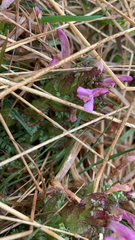 Pedicularis sylvatica