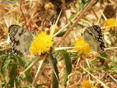 Melanargia titea