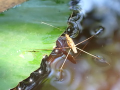 Limnometra