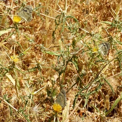 Centaurea hyalolepis