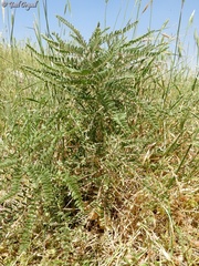 Astragalus macrocarpus