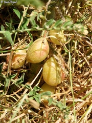 Astragalus macrocarpus