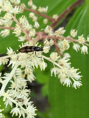 Liotrichus umbripennis