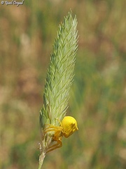 Phalaris brachystachys