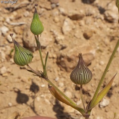 Silene conoidea