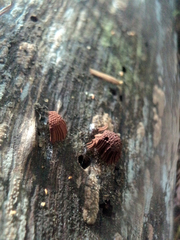 Stemonitis axifera