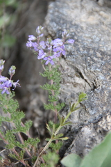 Veronica austriaca jacquinii