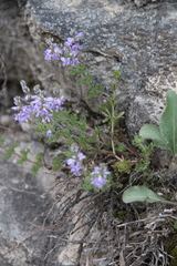 Veronica austriaca jacquinii