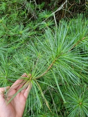 Pinus armandi