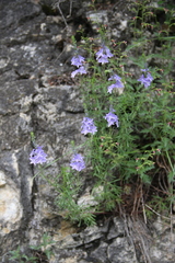 Veronica austriaca jacquinii