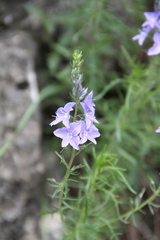 Veronica austriaca jacquinii