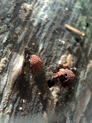 Stemonitis axifera