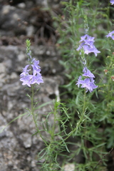 Veronica austriaca jacquinii