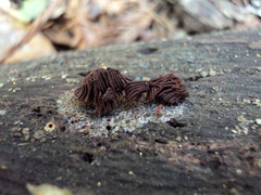 Stemonitis axifera