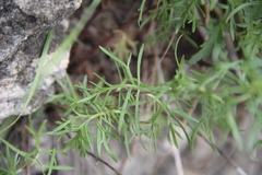 Veronica austriaca jacquinii