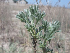 Artemisia trautvetteriana