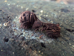 Stemonitis axifera
