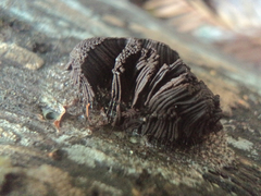 Stemonitis axifera