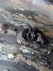 Stemonitis axifera
