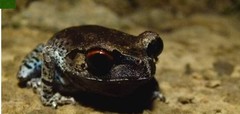 Leptobrachium