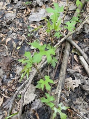 Vitis palmata