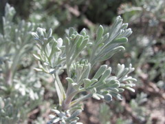 Artemisia trautvetteriana