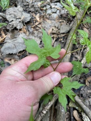 Vitis palmata
