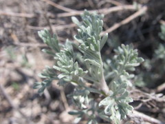 Artemisia trautvetteriana