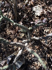 Opuntia pumila