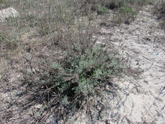 Artemisia trautvetteriana