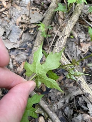 Vitis palmata