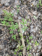 Vitis palmata
