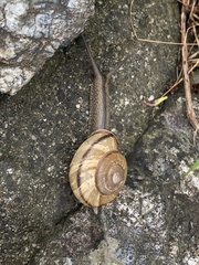 Euhadra sandai communis