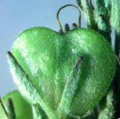 Veronica austriaca jacquinii