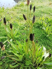 Plantago lanceolata