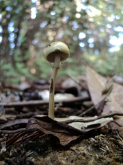 Protostropharia semiglobata image