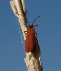 Dictyoptera simplicipes