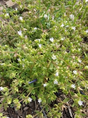 Campanula erinus