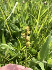 Carex opaca
