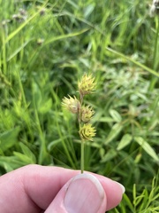 Carex opaca