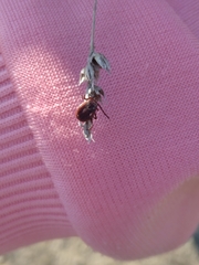 Dermacentor reticulatus