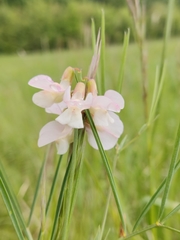 Lathyrus pannonicus