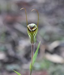 Pterostylis striata
