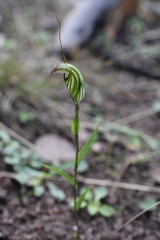 Pterostylis striata