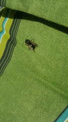 Osmia